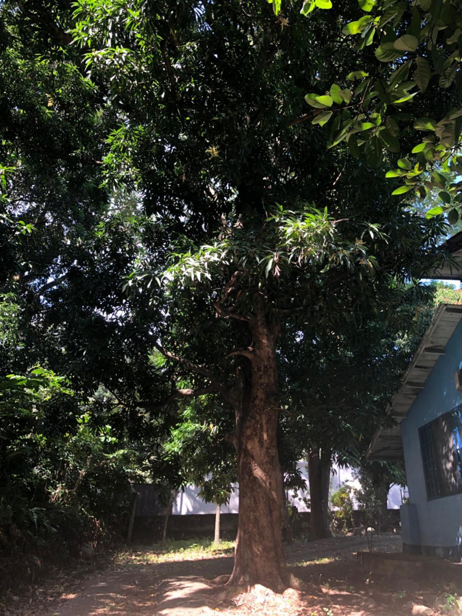 Hostal Juan Lindo San Pedro Sula Eksteriør billede